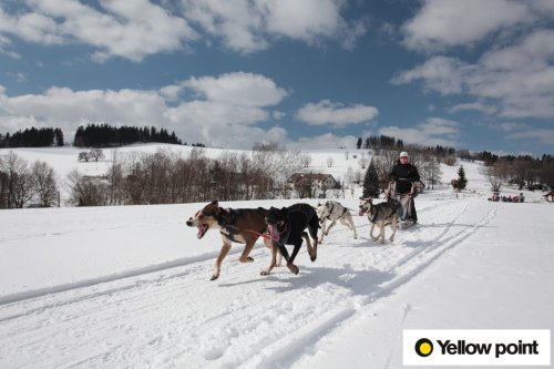 Mushing Špindlerův mlýn 